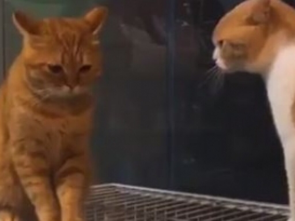 Смешной ролик из Сети: мама-кошка устроила выговор подросшему сынку (ФОТО, ВИДЕО)