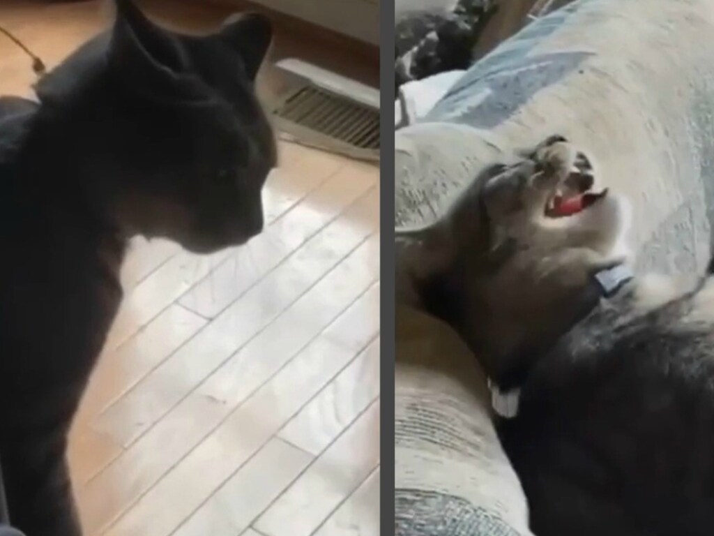 Возмущенный кот стал добычей уютного дивана (ФОТО, ВИДЕО)