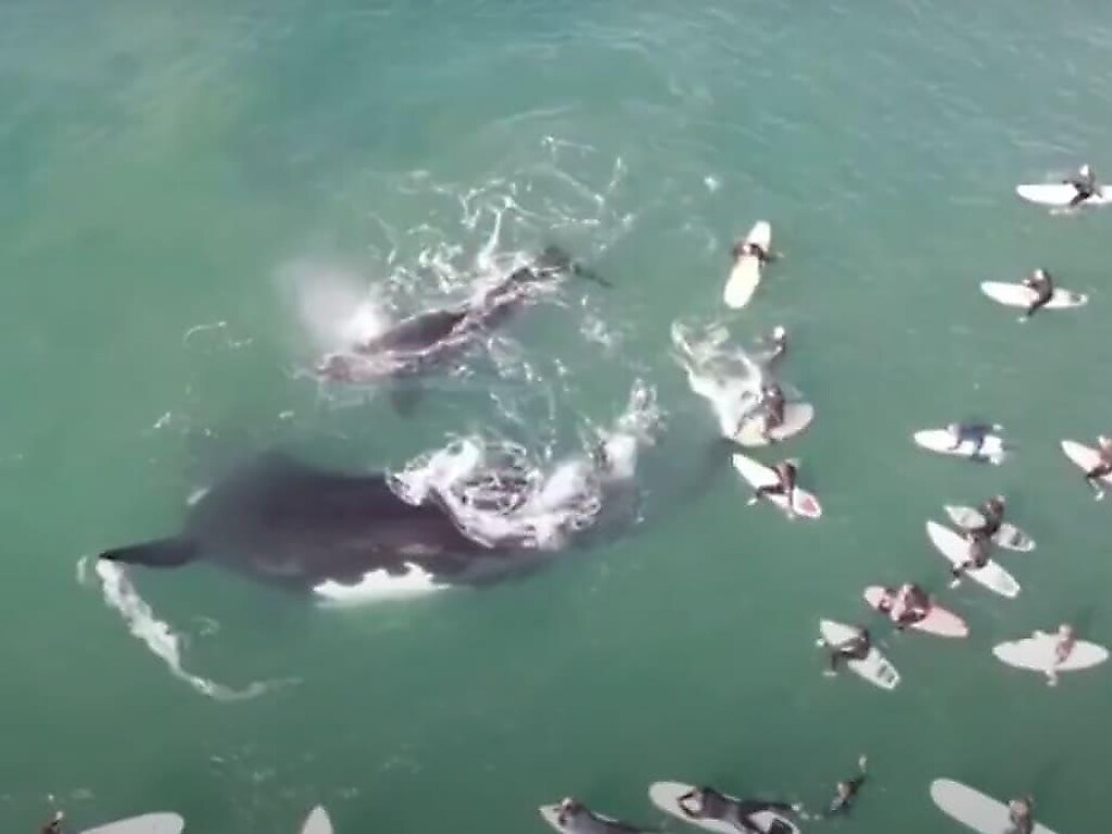 Наглые туристы окружили самку кита с детенышем (ФОТО, ВИДЕО)