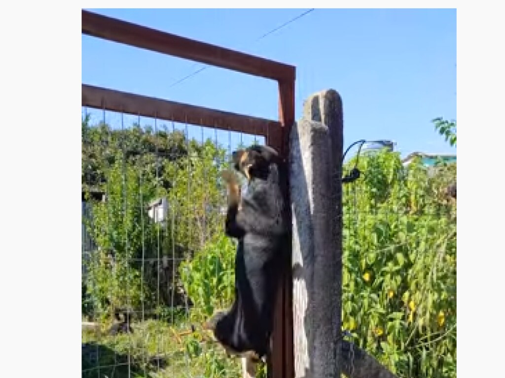 «Трюк скалолаза»: собака показала уникальные способности на заборе (ФОТО, ВИДЕО)