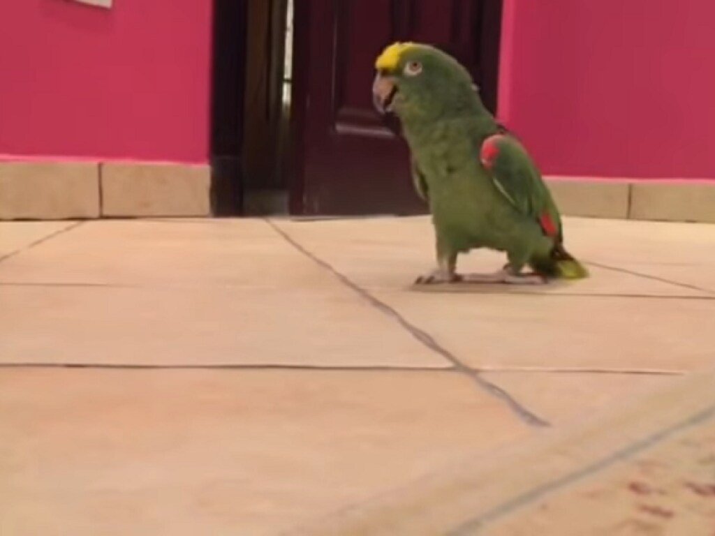 Забавный ролик из Сети: попугай отличился очень странным смехом (ФОТО, ВИДЕО)