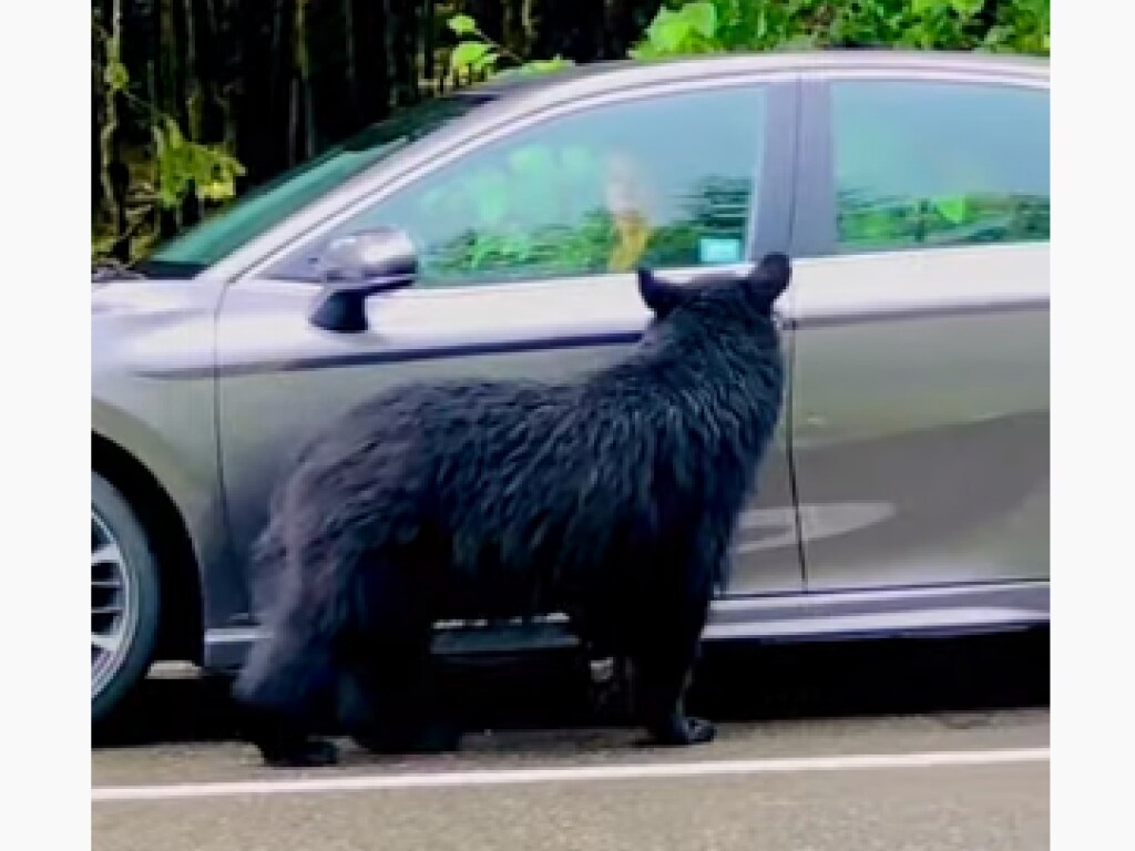 Мама-медведица пыталась открыть автомобиль с американцами: ошеломительное видео попало в Сеть