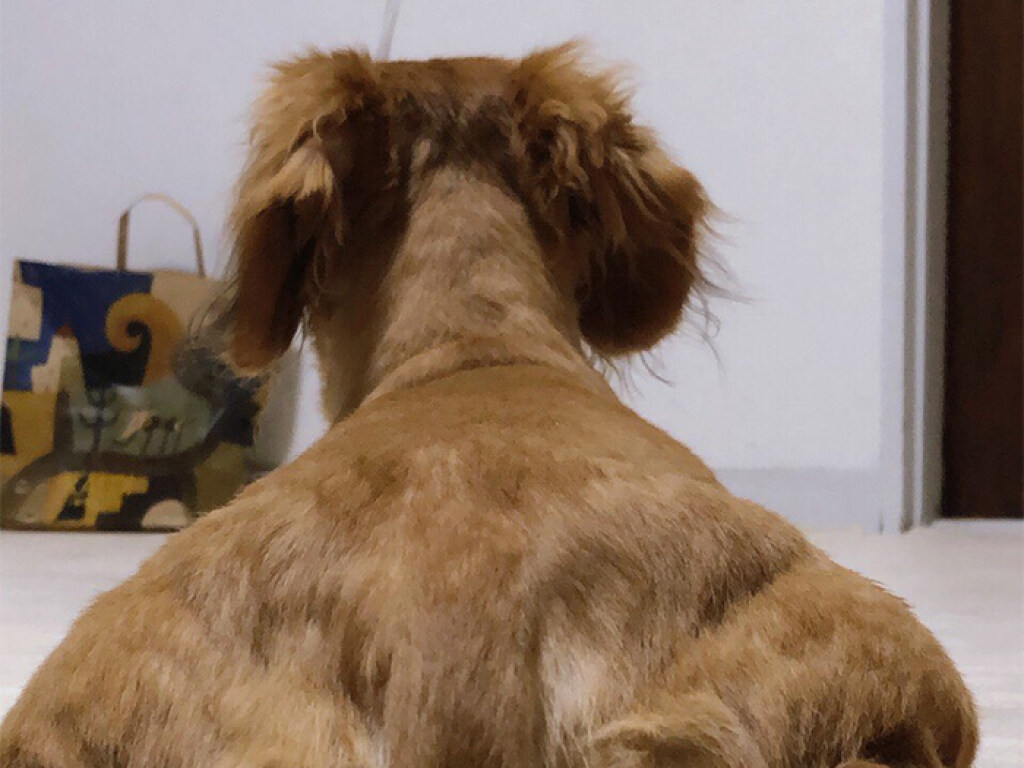 Собака похожа на тренированного «качка»: забавное фото стало вирусным в Сети