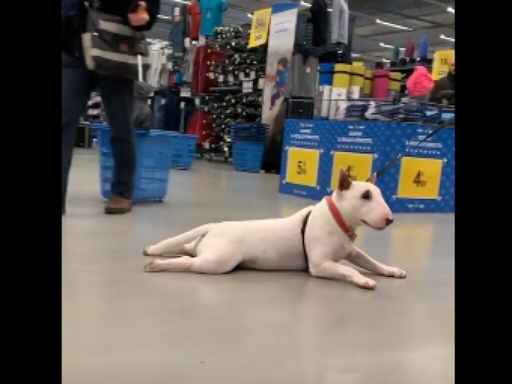 В супермаркете ленивая собака не хотела идти: хозяин тащил ее на поводке, а пёс скользил по полу на пузе (ФОТО, ВИДЕО)