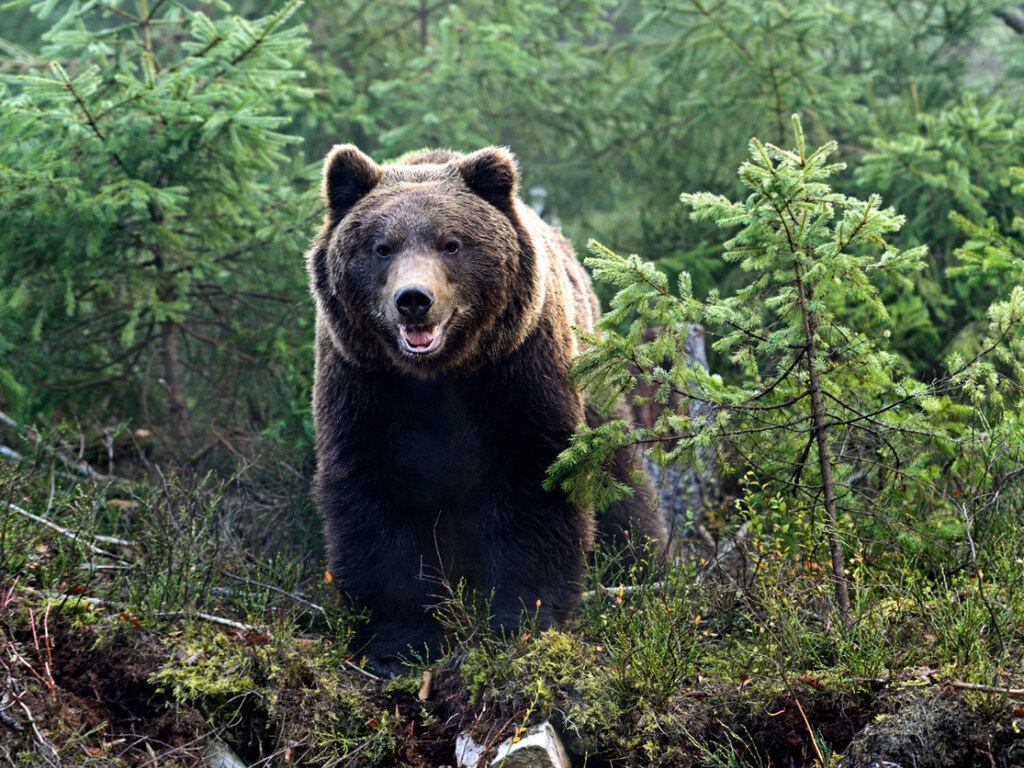 В Сочи медведи  загрызли мальчика: видео с животными-«убийцами»