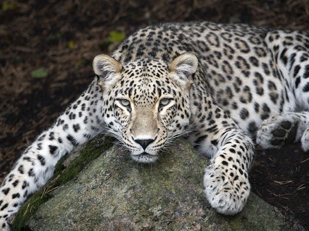 Леопард утащил мясо у спящего крокодила (ВИДЕО)
