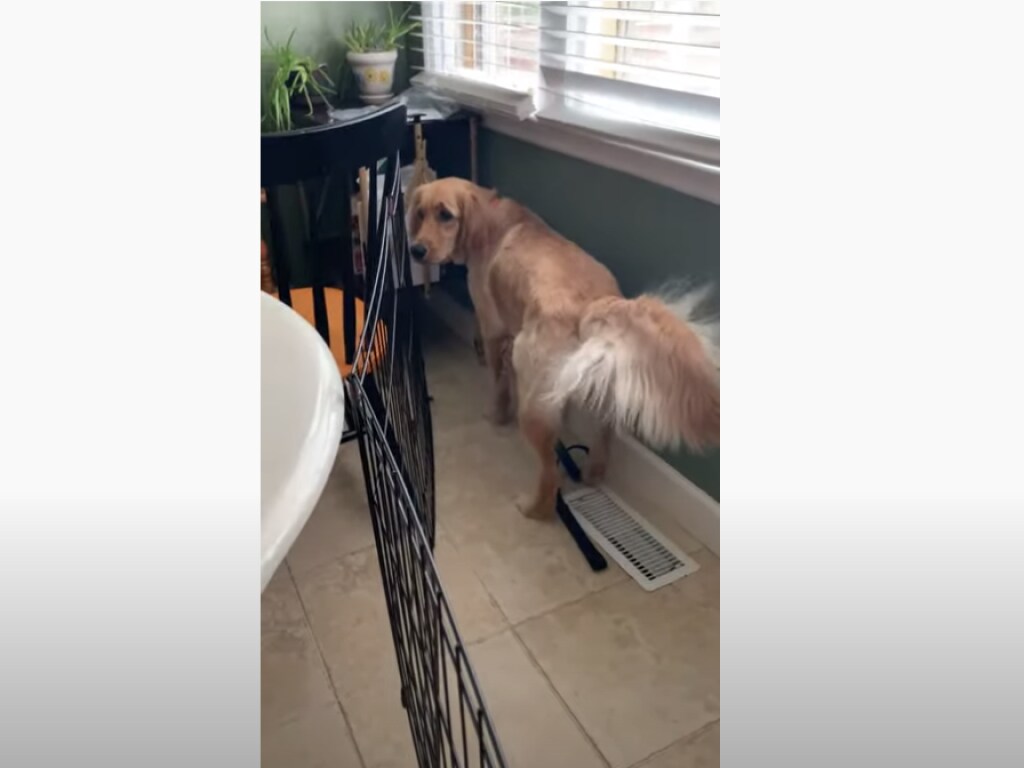 «Горячие булочки»: Собака решила охладить хвост над кондиционером (ВИДЕО)