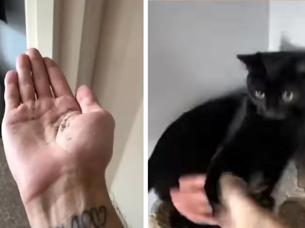 «Мастерами кунг-фу не рождаются»: Пушистый кот с навыками боевых искусств попал на видео и стал звездой Сети