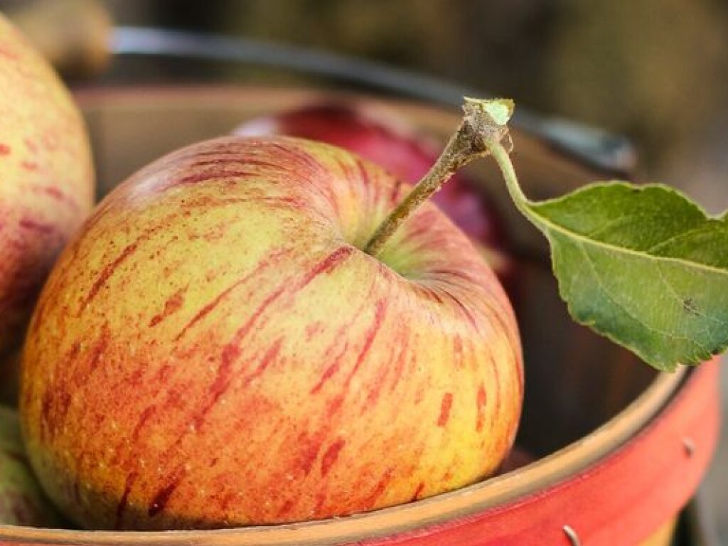  Ученые рассказали об омолаживающем эффекте от употребления яблок