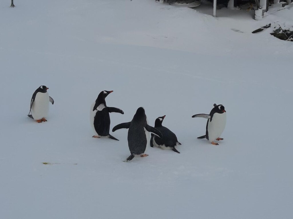 На украинскую антарктическую станцию неожиданно вернулись пингвины (ФОТО)
