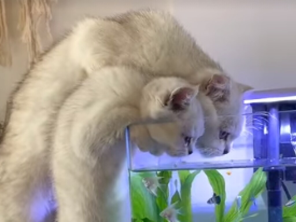 Хитрая кошка научила котенка школе выживания (ФОТО, ВИДЕО)