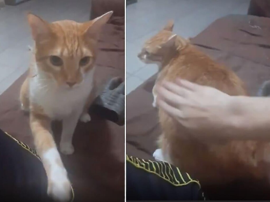 Пухлый рыжий кот обожает, когда его шлепают по пятой точке (ФОТО, ВИДЕО)