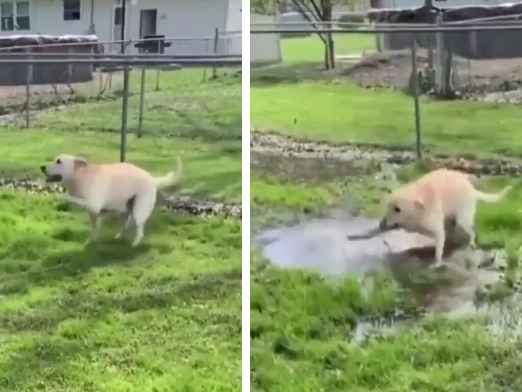 «Собачий отдых»: пес радостно купался в грязной луже и развеселил соцсети (ФОТО, ВИДЕО)