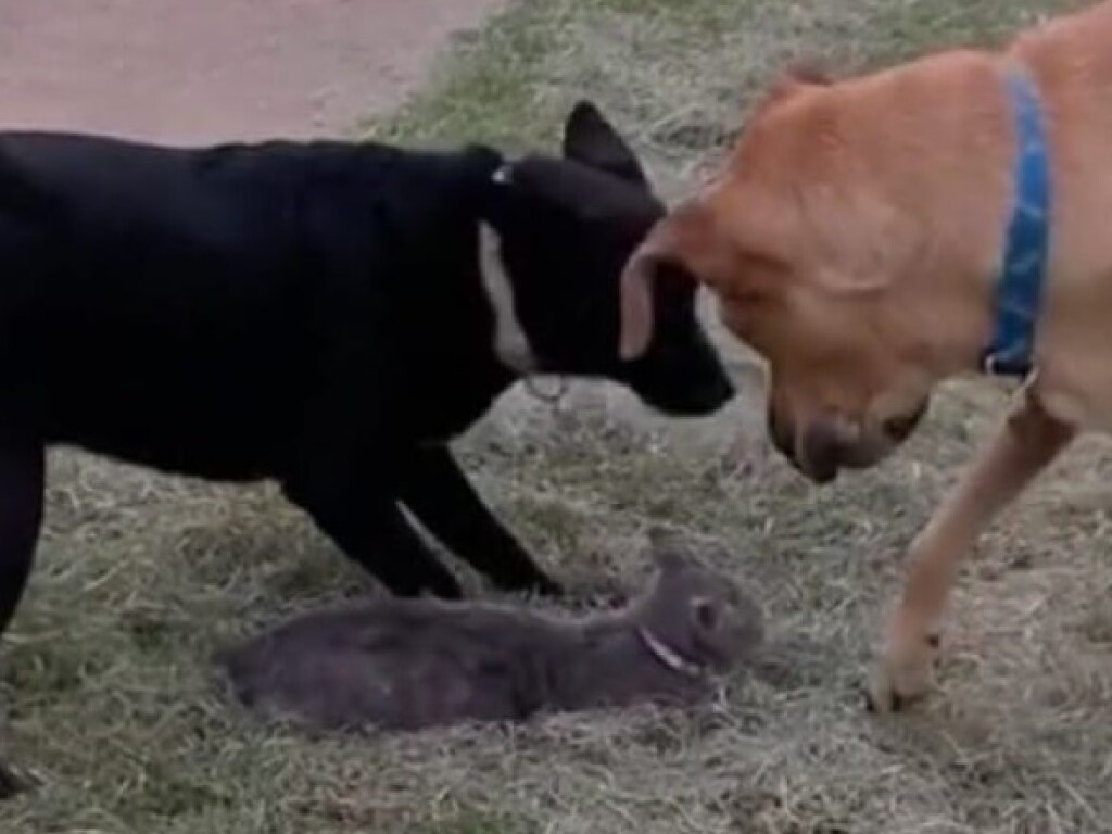 «Верный друг»: Собака бросилась защищать кошку и восхитила Сеть (ФОТО, ВИДЕО)