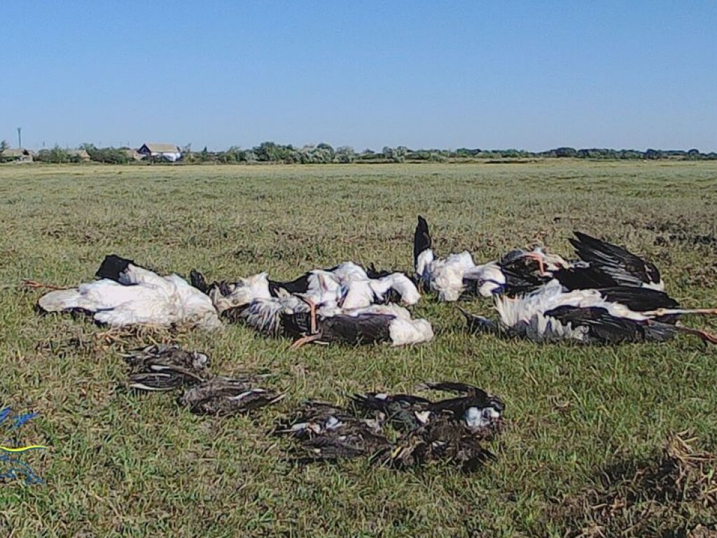 Около 300 птиц погибли в Одесской области во время града (ФОТО)