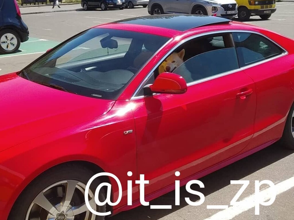 В Запорожье заметили собаку за рулем красного Audi (ФОТО)