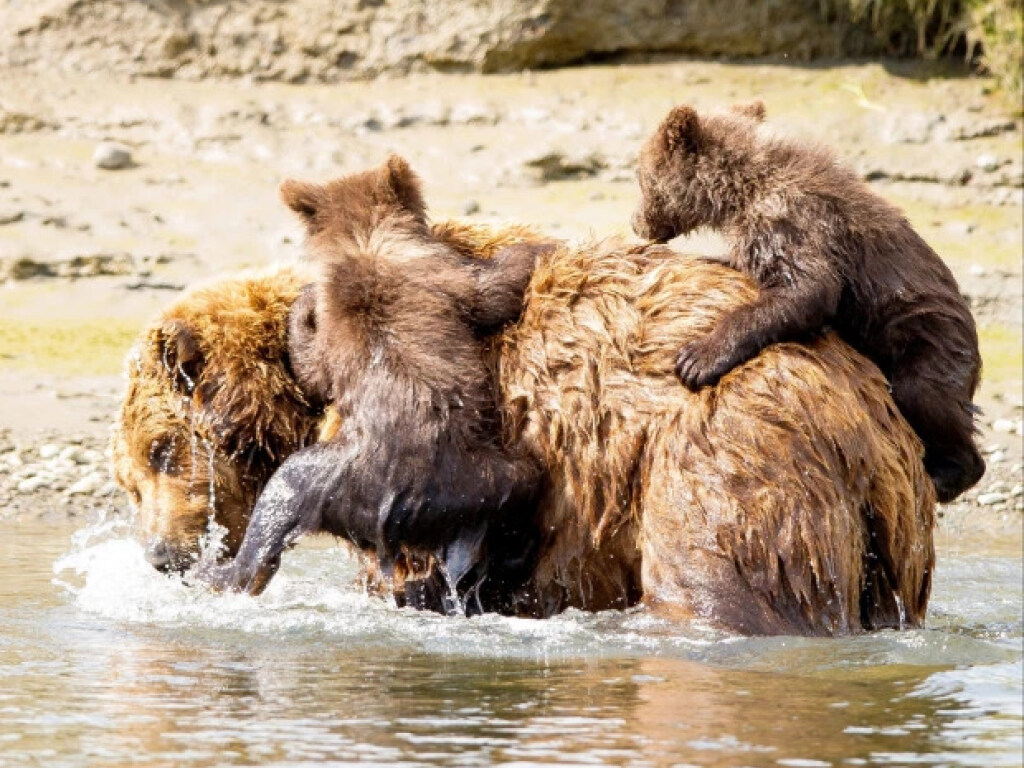 Медвежата переправились через реку на спине у мамы: милые фото