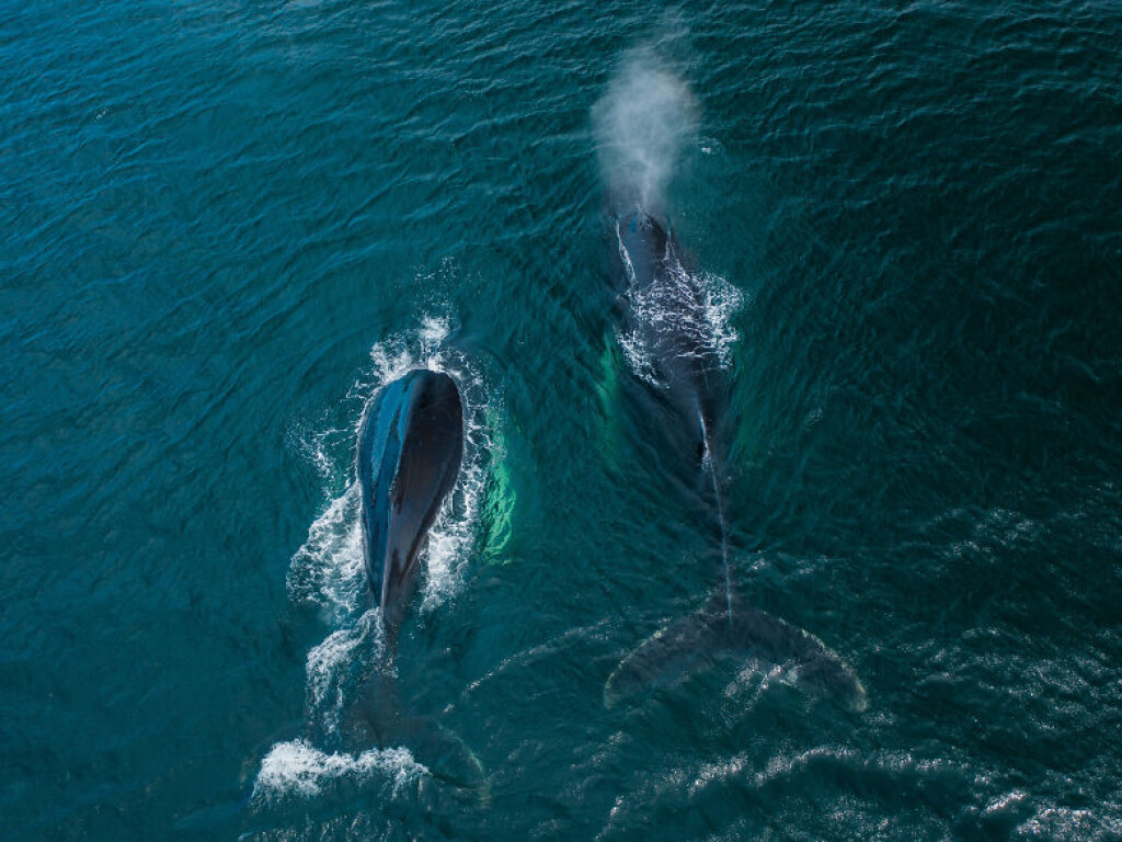 На острове Ньюфаундленд зафиксировали нашествие горбатых китов (ФОТО)