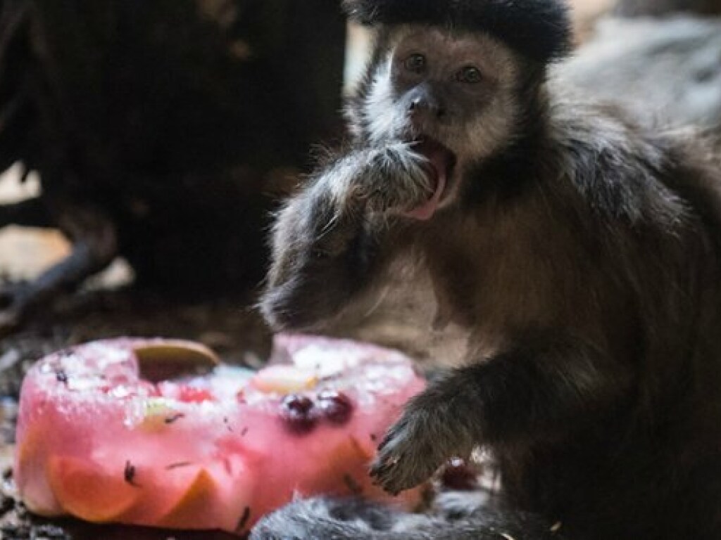 В зоопарке Черкасс животных кормят мороженым (ФОТО)