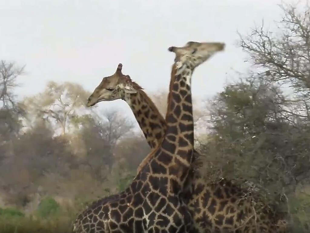 Свирепая схватка двух жирафов попала в Сеть (ФОТО, ВИДЕО)