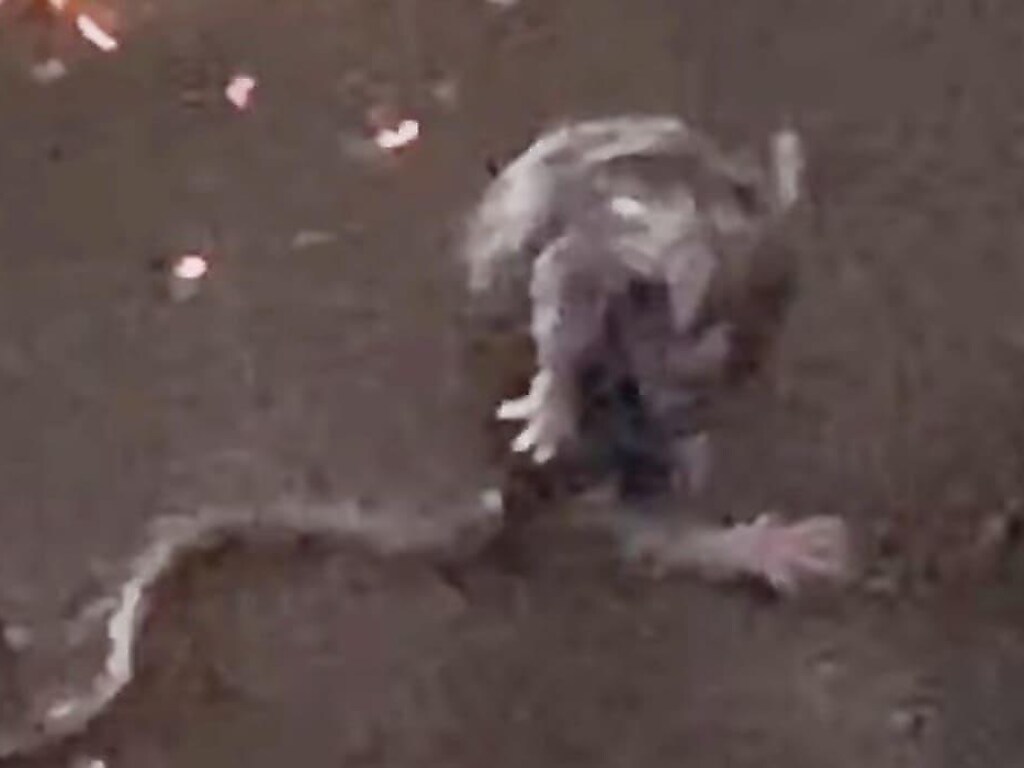 Крыса, которая умывалась под дождем, рассмешила Сеть (ФОТО, ВИДЕО)