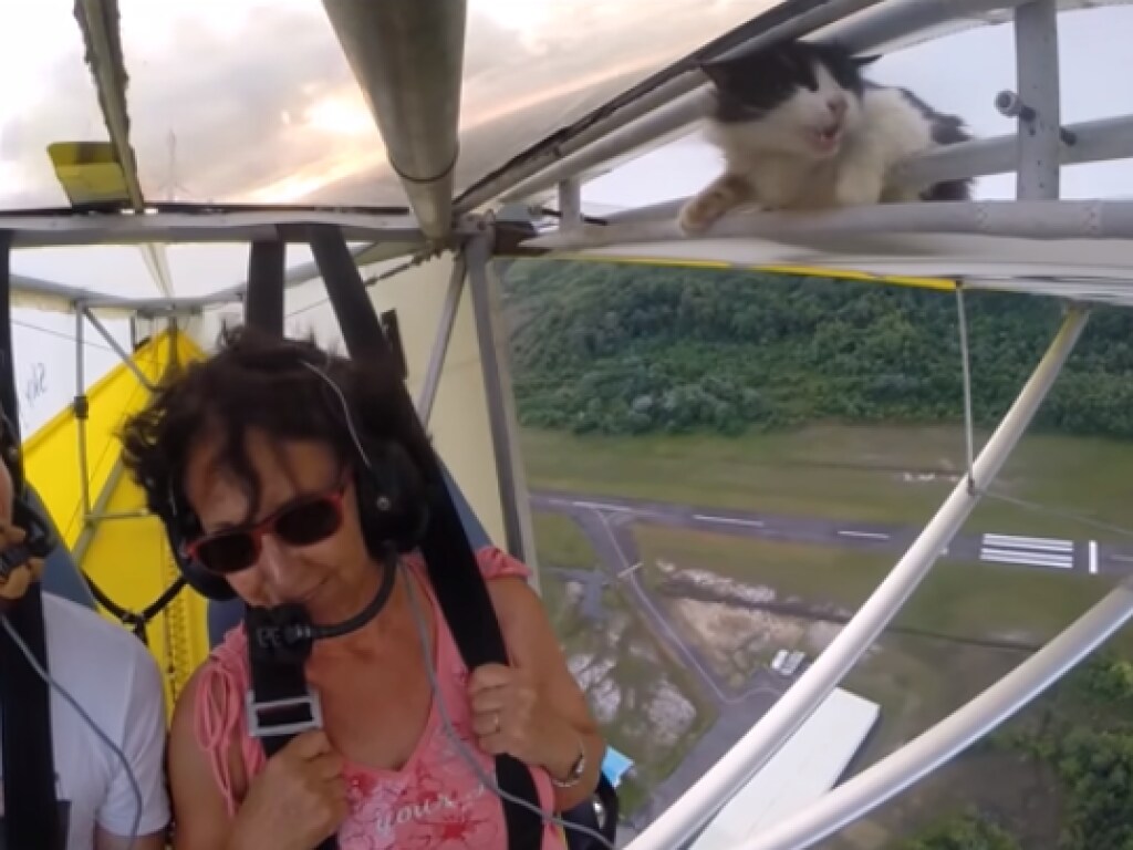 Во Франции кошка случайно научилась летать (ВИДЕО)