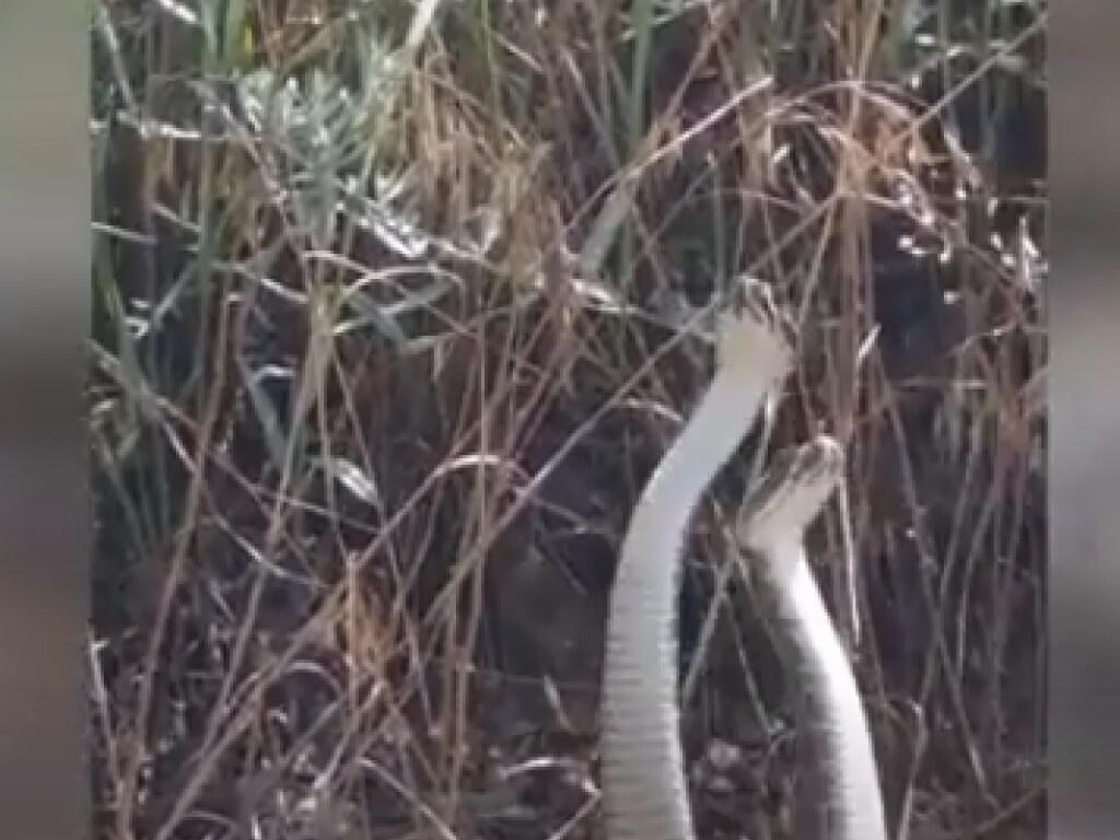 В США гремучие змеи устроили драку: опубликовано впечатляющее видео