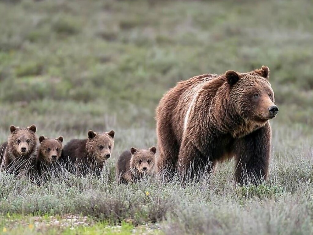 Медведица с медвежатами отобрали у туристов еду: захватывающее видео появилось в Сети