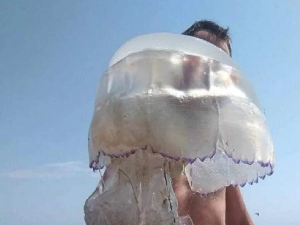 На побережье Азовского моря курортник поймал гигантскую медузу (ФОТО)