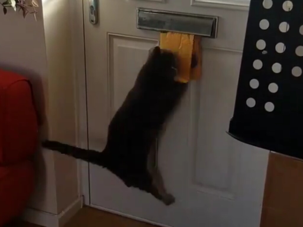 В Сети набирает популярность видео с котом-почтальоном