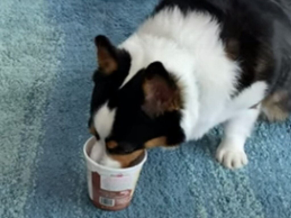 Жадная собака не захотела делиться мороженым с хозяйкой (ФОТО, ВИДЕО)