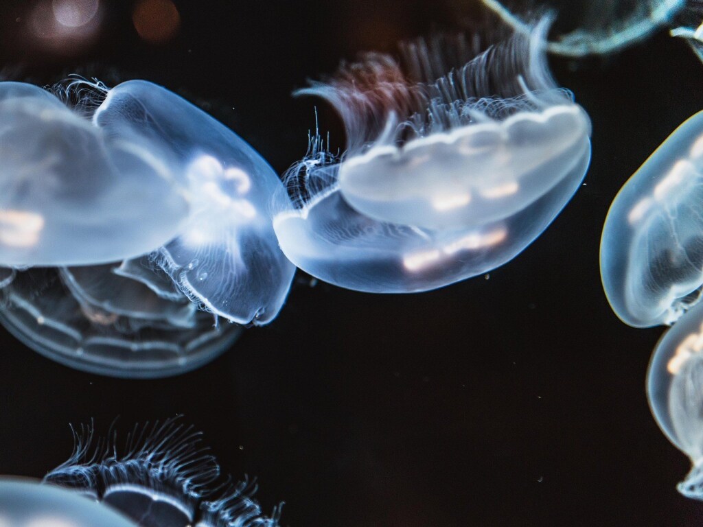 В Кирилловке внезапно исчезли медузы (ВИДЕО)