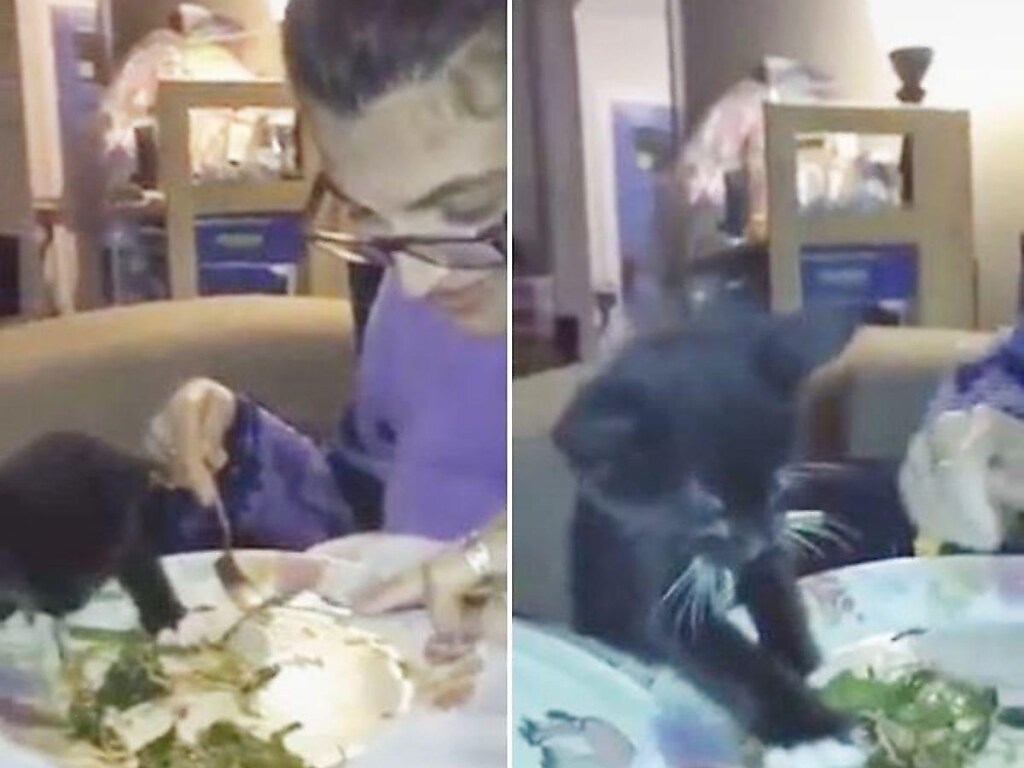 Хитрый котенок решил разобраться с содержимым тарелки у хозяйки (ФОТО, ВИДЕО)