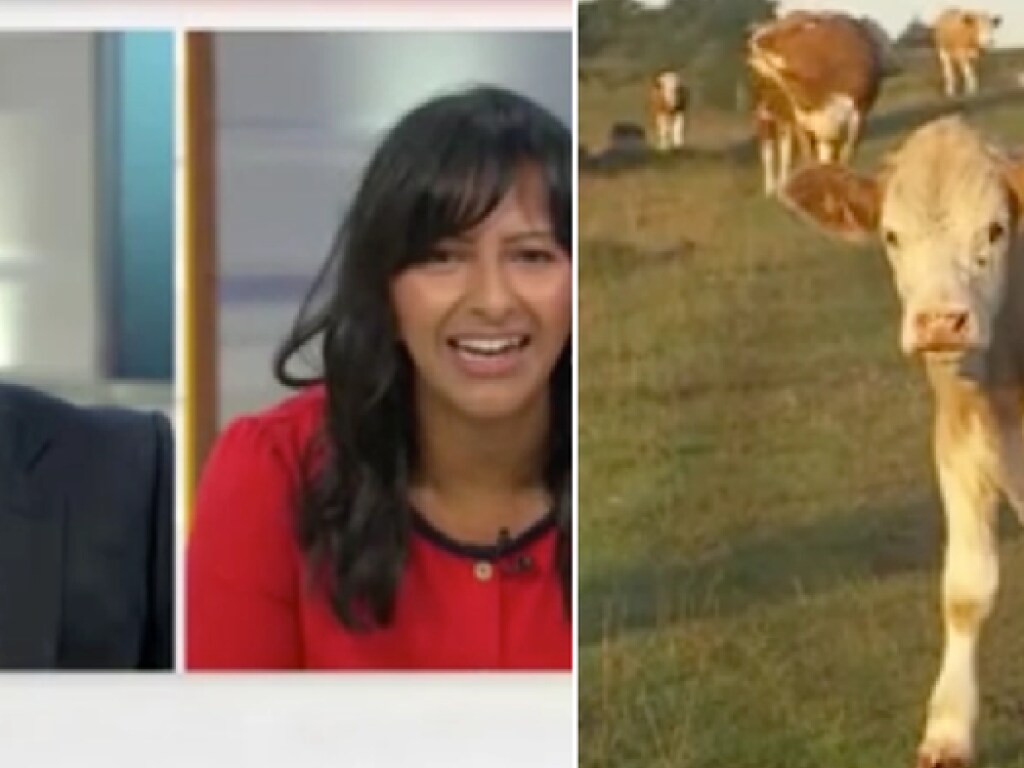 Любопытные коровы вторглись в прямой телеэфир (ФОТО, ВИДЕО)