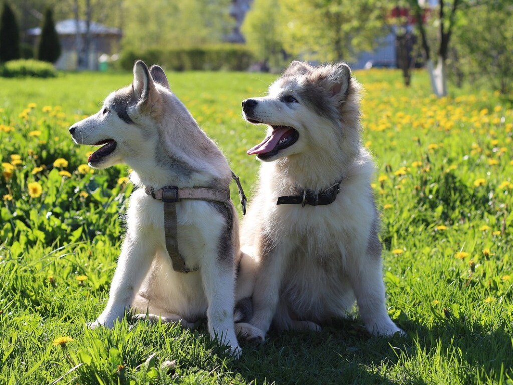 «Такие милашки»: ссора двух щенков умилила Сеть (ФОТО, ВИДЕО)
