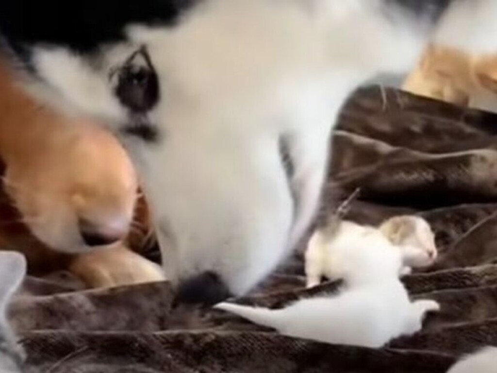 Собака поладила с крошечными котятами: трогательный ролик набрал миллионы просмотров