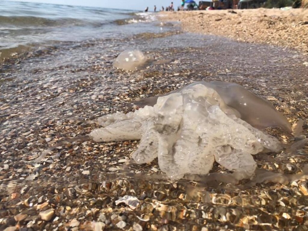 В Сети показали курорт в Запорожской области с морем из медуз (ВИДЕО)