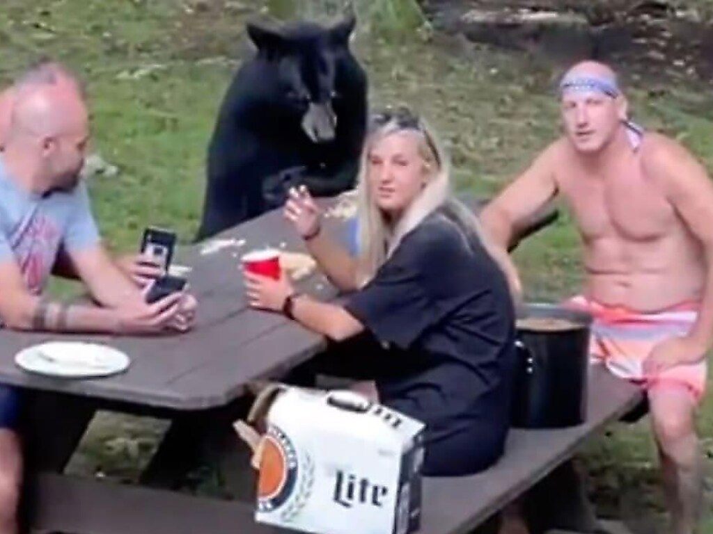 Наглый медведь присоединился к туристам на пикнике в США (ФОТО, ВИДЕО)