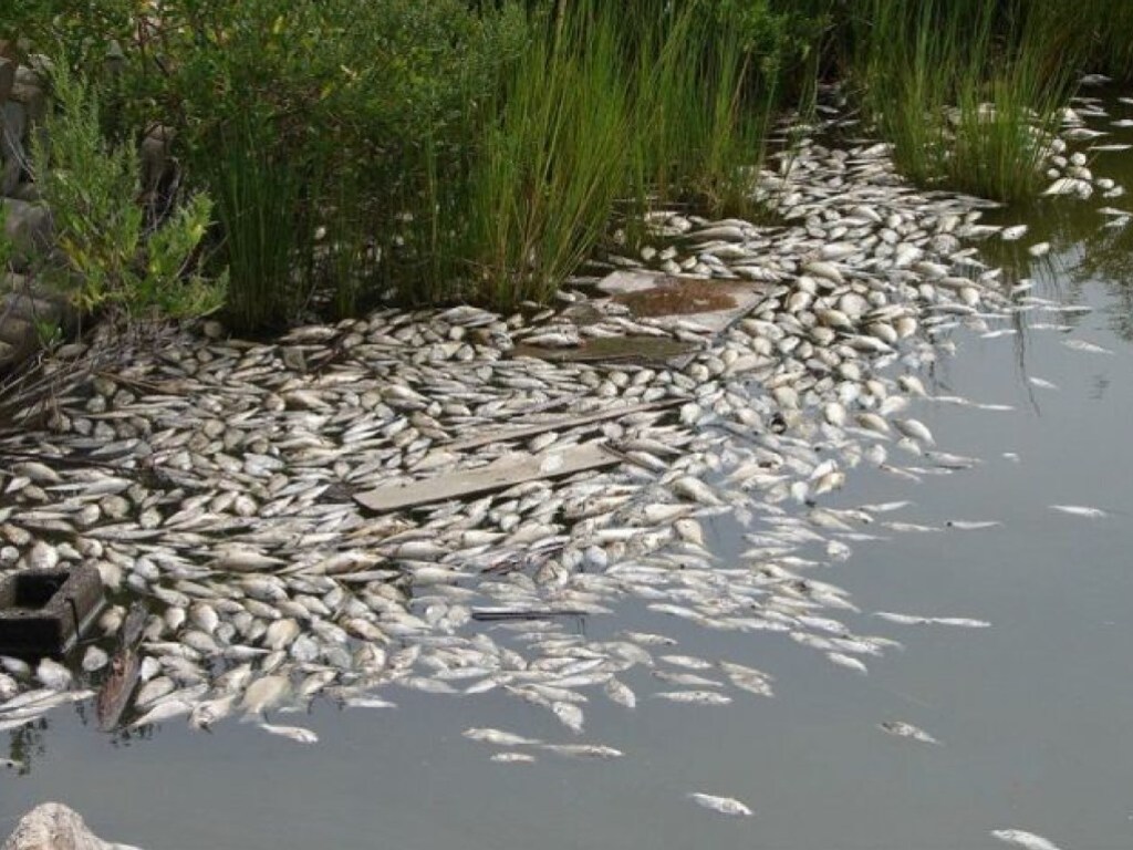 В украинских водоёмах массово гибнет рыба – эксперт
