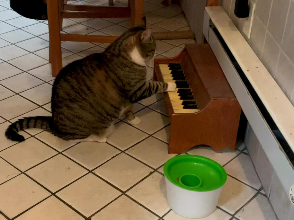 Чувство голода сподвигло кота овладеть искусством игры на пианино (ВИДЕО)
