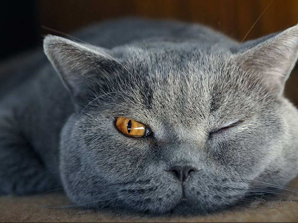 Британская кошка впервые увидела сфинкса: забавная реакция рассмешила Сеть (ВИДЕО)