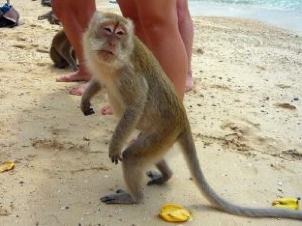 На Херсонщине обезьяна укусила девочку на пляже: потребовалась медпомощь (ФОТО)
