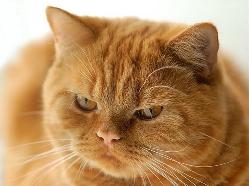 Кто-то слишком много ест: Толстый кот застрял в стуле и насмешил Сеть (ВИДЕО)