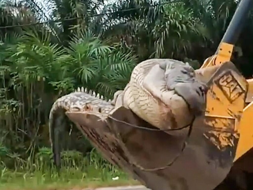 В Индонезии местные жители обезглавили 500-килограммового крокодила-демона (ФОТО, ВИДЕО)