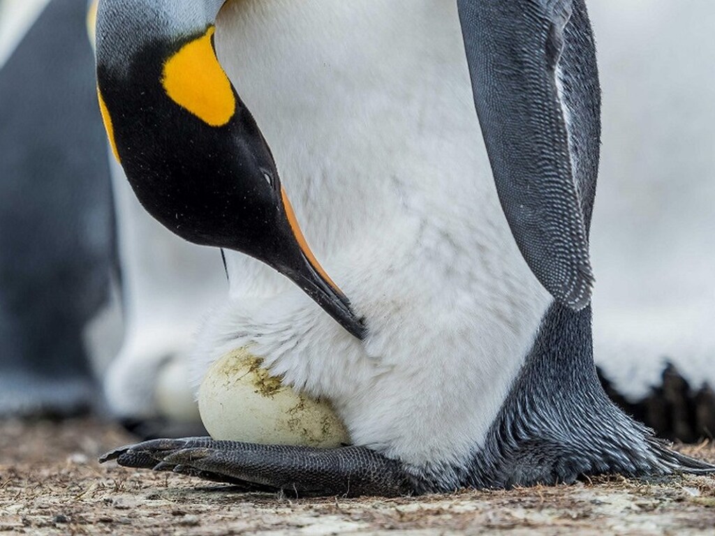 В Новой Зеландии найдены останки древнего пингвина
