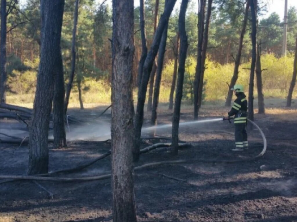 На Николаевщине произошел масштабный пожар в лесу