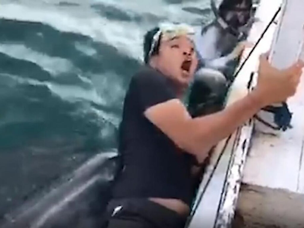 Китовая акула до смерти напугала туриста, который делал с ней селфи (ФОТО, ВИДЕО)