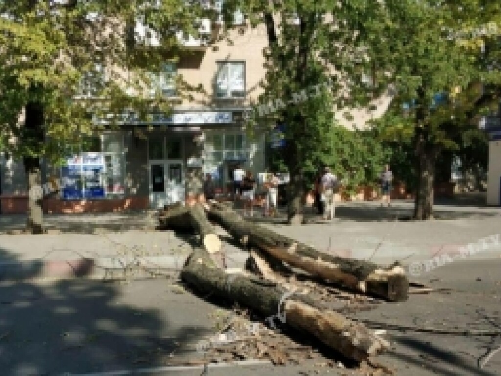 В Мелитополе огромное дерево рухнуло на проезжую часть (ФОТО)