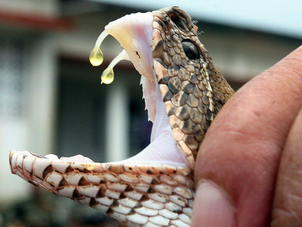 «Растет число укусов гадюк»: в Украине фиксируют рекордное нашествие ядовитых змей