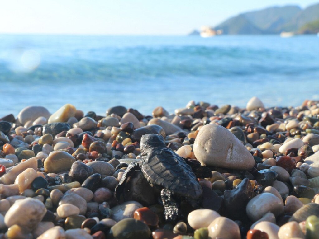 10 тысяч тонн песка: В Турции на пляже появились уникальные скульптуры (ВИДЕО)